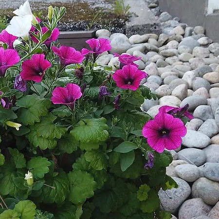 Seitsemaen Sillan Majatalo Inn Eugmo